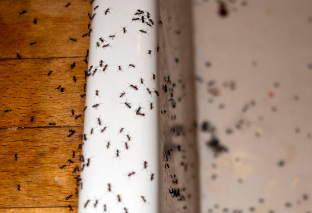 Best Best Pest Control Companies  in Helena Valley Northwest, MT